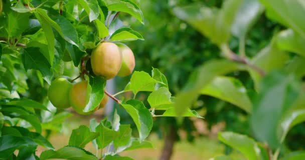 Manzano Crecimiento Frutos Inmaduros Manzanas Verdes Inmaduras Primavera Primer Plano — Vídeos de Stock