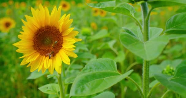 Bienen Auf Der Futtersuche Einer Sonnenblume Einem Sommernachmittag Makro Aus — Stockvideo