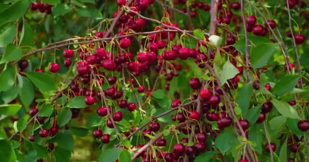 Cereja Madura Vermelha Árvore Hora Verão Câmera Lenta Bagas Orgânicas — Vídeo de Stock