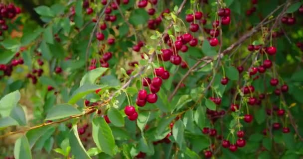 Красная Спелая Вишня Дереве Летнее Время Замедленная Съемка Органическая Ягода — стоковое видео