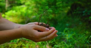 Female hand holding sprout wilde pine tree in nature green forest. Earth Day save environment concept. Growing seedling forester. Protection world planet.