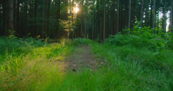 Sommerwaldlichtung Waldboden Großaufnahme Bedeckt Mit Grünem Frischem Saftigen Gras Und — Stockvideo