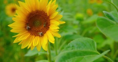 Yaz öğleden sonrası boyunca ayçiçeği arayan arılar. Macro, yakın plan. Güzel doğa manzarası. Yaban arısı tarlada ayçiçeğini kirletir. Arıların bal koleksiyonu. Bal arısı polen yayıyor