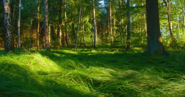 Beautiful Green Grass Summer Forest Glorious Rays Sunlight Falling Trees — Stock Video