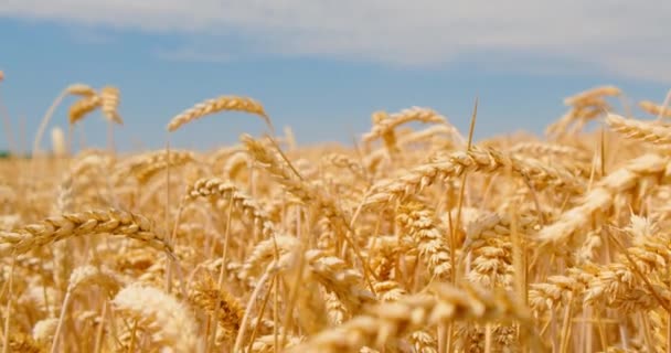 Gün Doğumu Açık Mavi Gökyüzüne Karşı Tarlada Buğday Kulaklarının Arasından — Stok video