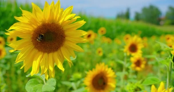 大黄蜂在夏天给黄色的向日葵授粉 大木蜂与大黄蜂和其他种类的蜜蜂一起在早上采集花蜜 拍在4K慢动作 — 图库视频影像