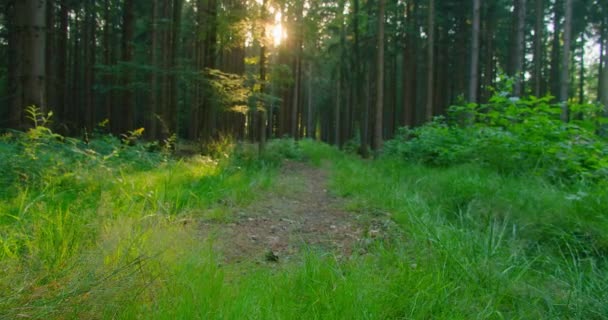 Magische Naturlandschaft Sonnenstrahlen Erhellen Einen Nadelwald Leuchtendem Frischem Grün Sonnenstrahlen — Stockvideo