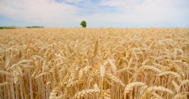 Вуха Пшениці Крупним Планом Проти Ясного Блакитного Неба Вид Золоте — стокове відео