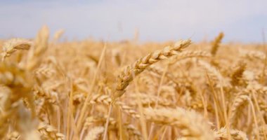 Olgun buğday tarlası rüzgarda dalgalanmaya hazır. Ağır çekim. Tarım kavramı. Dünya gıda krizinin sorunları. Tarım ekonomisi. Kimse..