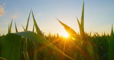 Mısır koçanlarından zengin yeşil yapraklar, rüzgarda sallanan tahıl ekinleri. Yeşil mısır tarlasında güzel, yuvarlak, altın bir güneş bataklığı. Verimli yaprak yaz günü kapanıyor güneş ışınları bulanık doğada parlıyor.