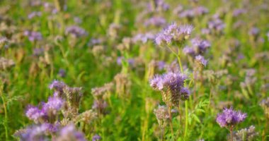 Mor tıbbi çiçekler tarlada. Bal arıları bitkileri kirletir. Phacelia tanacetifolia ya da dantelli safra kesesi - yeşil gübre, mavi çiçek, yakın plan statik görüntü 4K çözünürlüğü. Kimse..