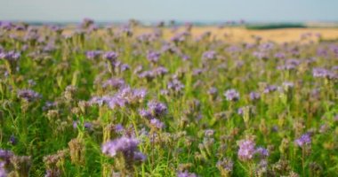 Mor tıbbi çiçekler tarlada. Bal arıları bitkileri kirletir. Phacelia tanacetifolia ya da dantelli safra kesesi - yeşil gübre, mavi çiçek, yakın plan statik görüntü 4K çözünürlüğü. Kimse..