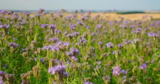 Фиолетовые Лекарственные Цветы Поле Медовые Пчелы Полируют Растения Phacelia Tanacetifolia — стоковое видео