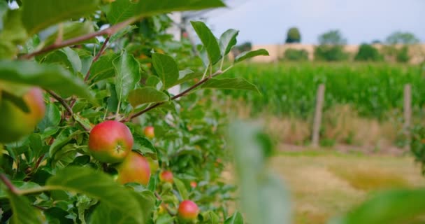 Apple Tree Pink Juicy Apples Close Sunlight Red Fruits Grow — Stok video