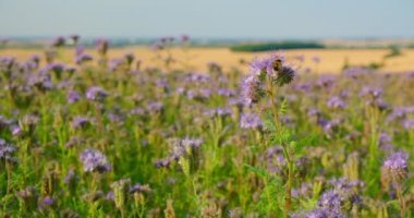 Bal arısı, yabanarısı bitkileri kirletir. Seçici odaklanma. Mor çiçekler tarlada. Phacelia tanacetifolia ya da dantelli safra kesesi - yeşil gübre, mavi çiçek, yakın plan statik görüntü 4K çözünürlüğü. Kimse.