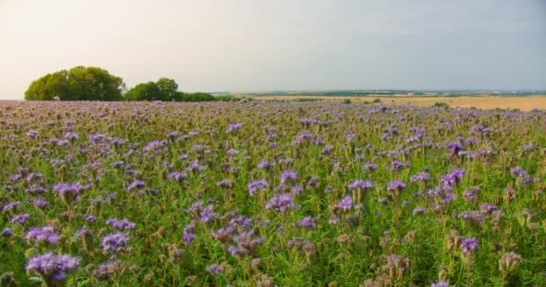 青い紫色の花序 花のフィールド 自然の野生の紫色の開花植物 花の草原を楽しむ 農村農業の風景 瞑想的な景色をリラックスしてください 蜂蜜工場だ 紫色の花 蜂は汚染する — ストック動画