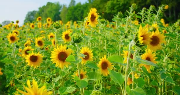 Hermoso Paisaje Natural Abeja Abejorro Abeja Polinizar Girasol Campo Abeja — Vídeos de Stock