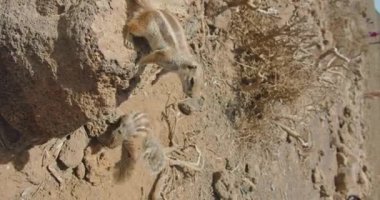 Lots of squirrels in their natural habitat looking for food. Mammal animal wild rodent, nature macro, blurred background, funny curiosity. Human hand feeds the beast. Disease spreader. Volcano