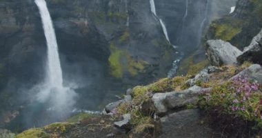 İzlanda Hayvanı şelalesi. Önünde dağlık çiçekler var..