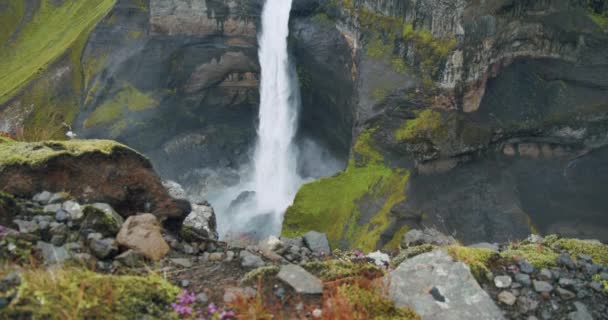 Cachoeira Haifoss Bonita Com Elemento Primeiro Plano Islândia Highland — Vídeo de Stock