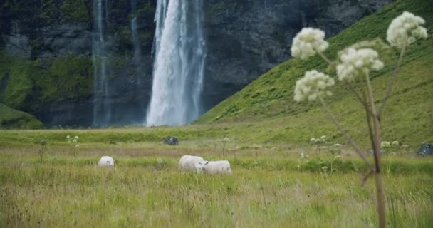 Zlanda Koyunları Çayırda Arka Planda Güzel Seljalandsfoss Şelalesi — Stok video