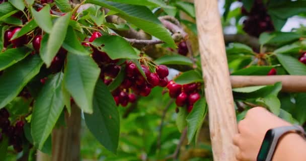成熟的浆果在树上 在果园里摘甜樱桃的工人 有人站在靠近树的梯子上 伸手去取成熟的樱桃 秋天在自家花园收割 — 图库视频影像