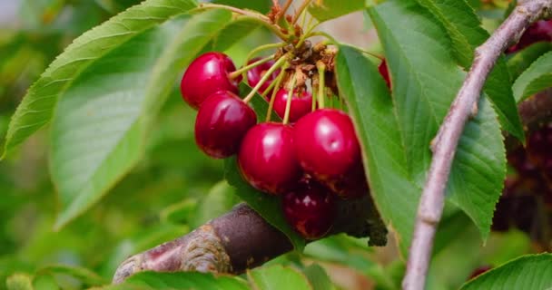 黄金の作物収量 豊かさ 熟した甘い赤い庭の果実 収穫時間 果樹園 熟した甘いチェリーでいっぱいの木の枝のクローズアップ プランテーションだ 夏の日 侵入だ マクロ — ストック動画