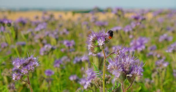 Mnoho Včel Barevném Přírodním Poli Ekologický Německý Projekt Záchranu Včel — Stock video