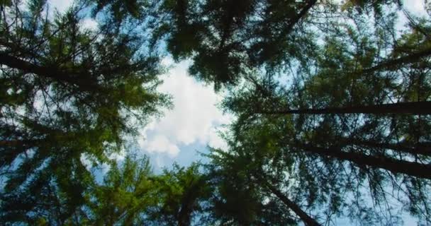 Περιστροφική Κίνηση Της Κάμερας Στις Κορώνες Των Δέντρων Στο Δάσος — Αρχείο Βίντεο