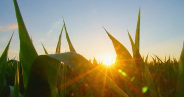 Mısır koçanlarından zengin yeşil yapraklar, rüzgarda sallanan tahıl ekinleri. Yeşil mısır tarlasında güzel, yuvarlak, altın bir güneş bataklığı. Verimli yaprak yaz günü kapanıyor güneş ışınları bulanık doğada parlıyor.