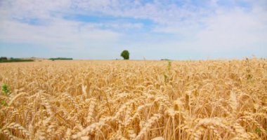 Mavi gökyüzü olan altın olgun buğday tarlasında yapayalnız bir meşe ağacı. Kulakları tahılla dolu. Eğleniyorum. Almanya.