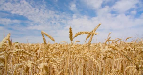 Крупный План Золотое Пшеничное Поле Голубым Облачным Небом Сельская Местность — стоковое видео