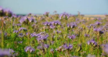 Mor tıbbi çiçekler tarlada. Bal arıları bitkileri kirletir. Phacelia tanacetifolia ya da dantelli safra kesesi - yeşil gübre, mavi çiçek, yakın plan statik görüntü 4K çözünürlüğü. Kimse..