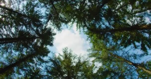 世界野生動物の日 緑豊かな針葉樹林の素晴らしい映像 トウヒの木の上 どこへでも行け 自然との統一 環境保護 一番下だ 生態学 ユネスコ遺産 — ストック動画