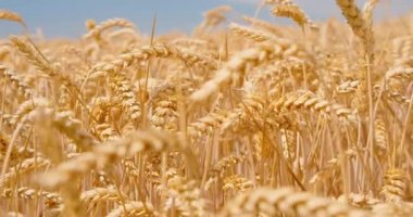 Olgun buğday tarlası rüzgarda dalgalanmaya hazır. Ağır çekim. Tarım kavramı. Dünya gıda krizinin sorunları. Tarım ekonomisi. Kimse..