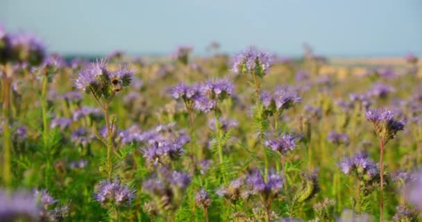 Beaucoup Abeilles Domestiques Sur Terrain Coloré Nature Environmental German Project — Video