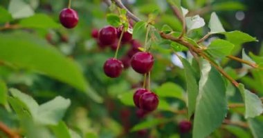 Bahçede olgun kırmızı ekşi kiraz, taze meyve suyu ile yakın çekim. Çevre dostu. Bahçıvanlık, hasat yılı. Bolluk. Vejetaryen organik yiyecekler. Kimse..