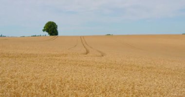 Buğday kulakları bulutlu mavi gökyüzüne karşı. Altın olgun tahıl tarlası manzarası. Ekin çiftliği. Yaz güneşli bir günde doğa. Almanya. Rüzgar sapları sallar. Kimse..