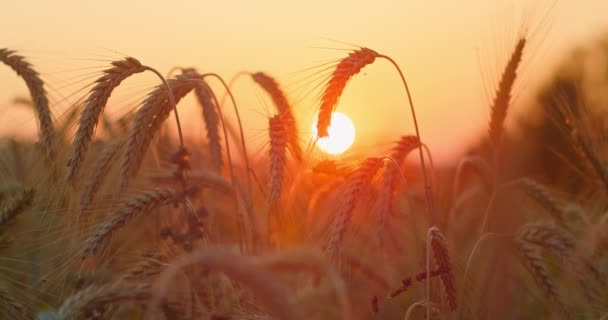 Úžasné Kouzlo Zlatého Slunečního Svitu Poli Pšenice Makro Velký Kruh — Stock video