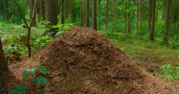 形式上的 蚂蚁在森林里的野生生活在蚂蚁堆中 客栈里到处都是昆虫 生态系统 自然与动物的统一 环境保护 没人松树中的松树 — 图库视频影像