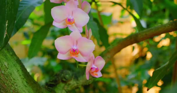 Orquídea Rosada Bauhinia Crece Árbol Flor Florece Violeta Rosa Exótica — Vídeos de Stock