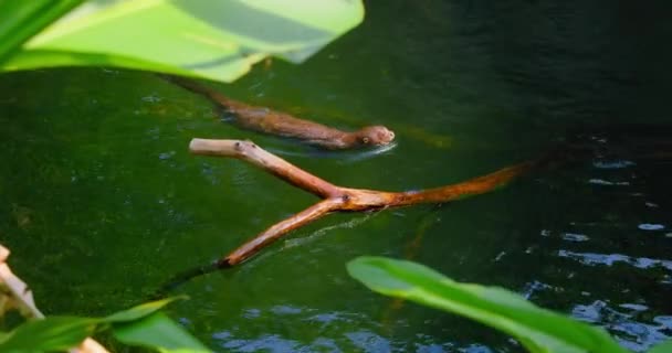 自然の生息地でカワウソの家族が泳ぐ 森林川 熱帯湖 マーテンの家族の捕食哺乳類 半水生生活をリードしています 体が細長く柔軟性のある大型動物 — ストック動画