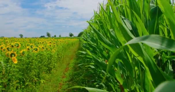 Фермерські Угіддя Яскраві Соняшникові Кукурудзяні Поля Красиві Жовті Квіти Сільськогосподарська — стокове відео