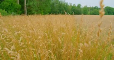 Akşamları kuru yabani ot tarlası. Taşra doğal kırsal alanı. Rüzgar ince, uzun, kuru ot saplarını sallar. Sarı bitkiler. Her yere gidin. Statik çekim, sakin doğa sonbahar manzarası. Kimse..