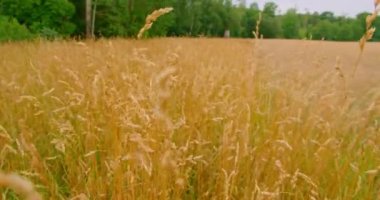 Akşamları kuru yabani ot tarlası. Taşra doğal kırsal alanı. Rüzgar ince, uzun, kuru ot saplarını sallar. Sarı bitkiler. Her yere gidin. Statik çekim, sakin doğa sonbahar manzarası. Kimse..