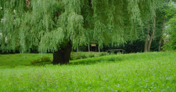 아름다운 버드나무의 아름다운 부드러운 바람에 나부끼는 가지들 나비를 곤충들 잔디밭에 — 비디오