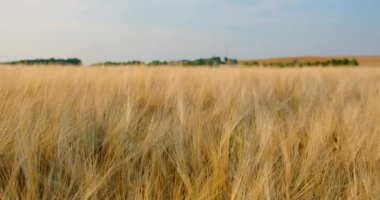 Çavdar tarlası, buğday kulakları hafif rüzgardan yavaş çekimde sallanıyor, yakın çekim. Yaz akşamları sağlıklı, olgun dikenler. Bereketli toprak, iyi hasat, mahsul verimi. Tarım endüstrisi. Gün batımı yumuşak