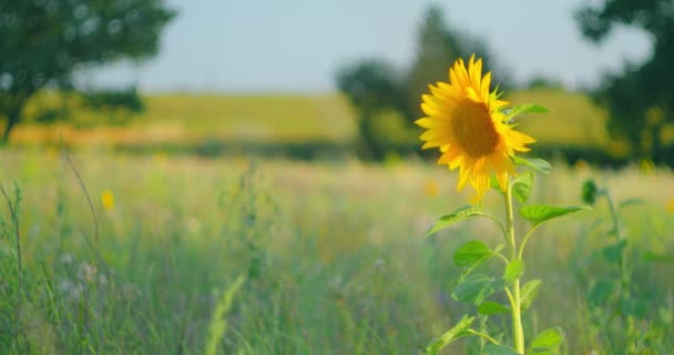 Zonnebloemenveld Een Prachtige Avond Zonsondergang Zomer Heldere Dag Langzame Beweging — Stockvideo