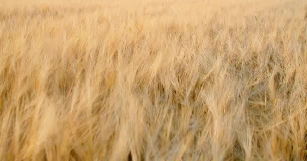 Поле Спелой Пшеницы Готовое Жатве Колеблющееся Ветру Медленное Движение Концепция — стоковое видео