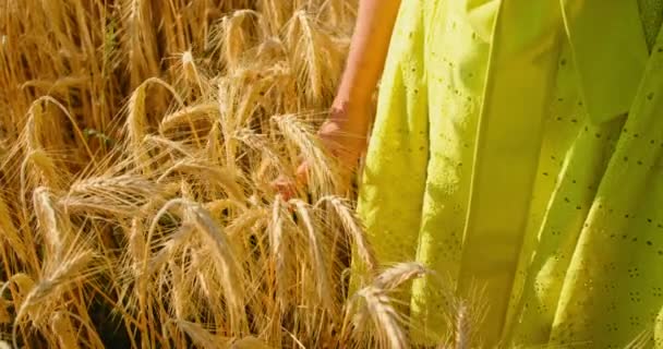 収穫量を増やす 飢餓の世界的な問題 女性の手を閉じると 小麦の耳を確認します 日没の熟した黄金の小麦とフィールド 食糧危機と栄養失調の概念は 穀物の成長 飢餓だ — ストック動画